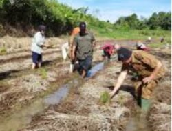 Kesuksesan Program Sawah Pokok Murah di Kabupaten Agam 