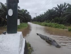 Buaya Naik ke Jalan Usai Hujan Lebat di Muaro Putuih, Warga Diminta Waspada