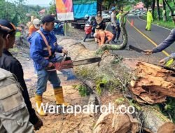 Pohon Besar Tutupi Jalur Nasional Batagak, Lalu Lintas Tersendat