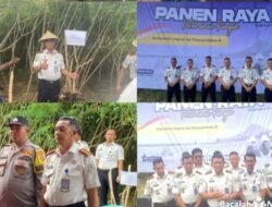Implementasikan Program Nasional Pembinaan Kemandirian Warga Binaan Lapas Kelas II B Lubuk Basung Laksanakan Panen Raya Serentak