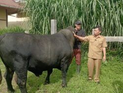 “Kado Terakhir Di Ujung Pengabdian” Dua Sapi Unggulan Asal Agam Terpilih Jadi Hewan Kurban Bantuan Presiden RI