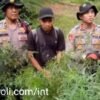 Polres Mandailing Natal Musnahkan 3 Hektar Ladang Ganja Siap Panen Di Gunung Tor Sihite