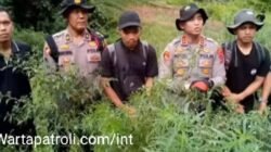 Polres Mandailing Natal Musnahkan 3 Hektar Ladang Ganja Siap Panen Di Gunung Tor Sihite