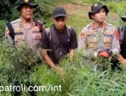 Polres Mandailing Natal Musnahkan 3 Hektar Ladang Ganja Siap Panen Di Gunung Tor Sihite