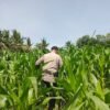 Polsek Tanah Putih Lakukan Pengecekan Tanaman Jagung Program Ketahanan Pangan Di Ujung Tanjung