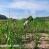 Pertumbuhan Jagung Pipil di Rantau Kopar Dipantau Bhabinkamtibmas, Jadi Wujud Dukungan Ketahanan Pangan