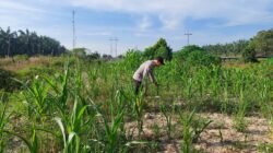 Pertumbuhan Jagung Pipil di Rantau Kopar Dipantau Bhabinkamtibmas, Jadi Wujud Dukungan Ketahanan Pangan