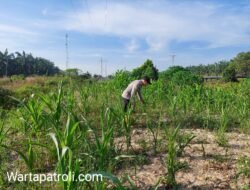 Pertumbuhan Jagung Pipil di Rantau Kopar Dipantau Bhabinkamtibmas, Jadi Wujud Dukungan Ketahanan Pangan