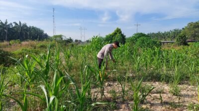 Pertumbuhan Jagung Pipil di Rantau Kopar Dipantau Bhabinkamtibmas, Jadi Wujud Dukungan Ketahanan Pangan