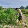 Dukung Ketahanan Pangan Nasional, Bhabinkamtibmas Polsek Rantau Kopar Pantau Perkembangan Jagung Pipil Warga