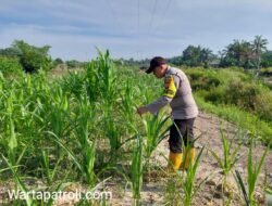 Dukung Ketahanan Pangan Nasional, Bhabinkamtibmas Polsek Rantau Kopar Pantau Perkembangan Jagung Pipil Warga