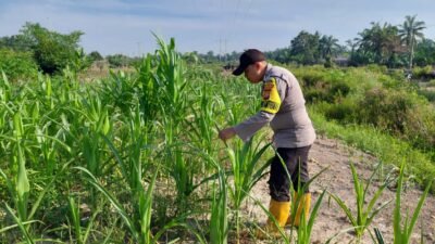 Dukung Ketahanan Pangan Nasional, Bhabinkamtibmas Polsek Rantau Kopar Pantau Perkembangan Jagung Pipil Warga