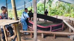 Tingkatkan Kamtibmas Polsek Kinali “Gerebek” Arena Judi Sabung Ayam