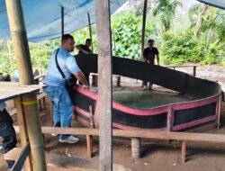 Tingkatkan Kamtibmas Polsek Kinali “Gerebek” Arena Judi Sabung Ayam
